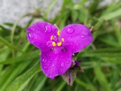 ムラサキツユクサの花言葉 種類や品種 花の特徴は Greensnap グリーンスナップ