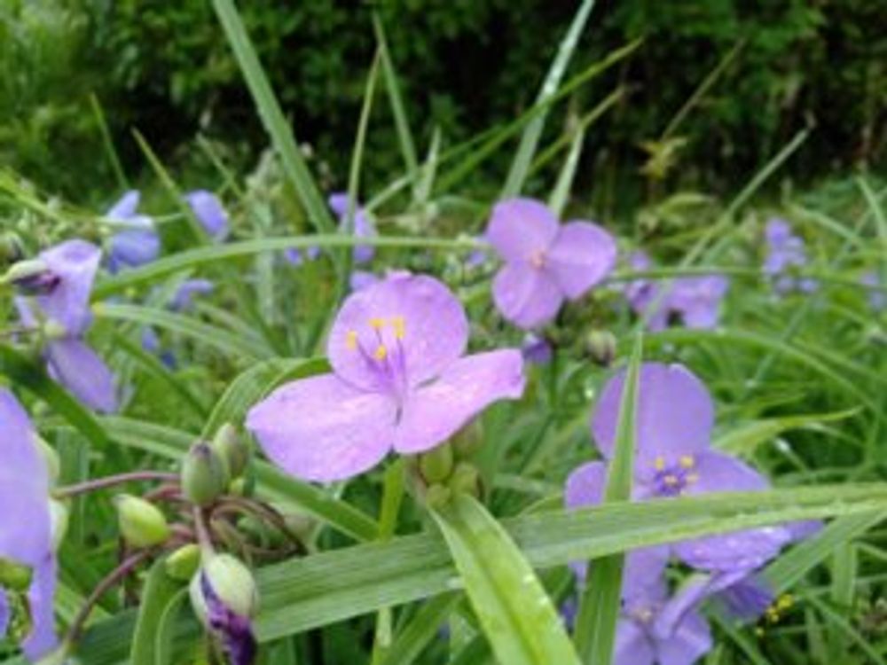 ムラサキツユクサ