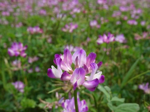 蓮華草 レンゲソウ の花言葉 西洋での意味は 種類や由来 花の特徴は Greensnap グリーンスナップ