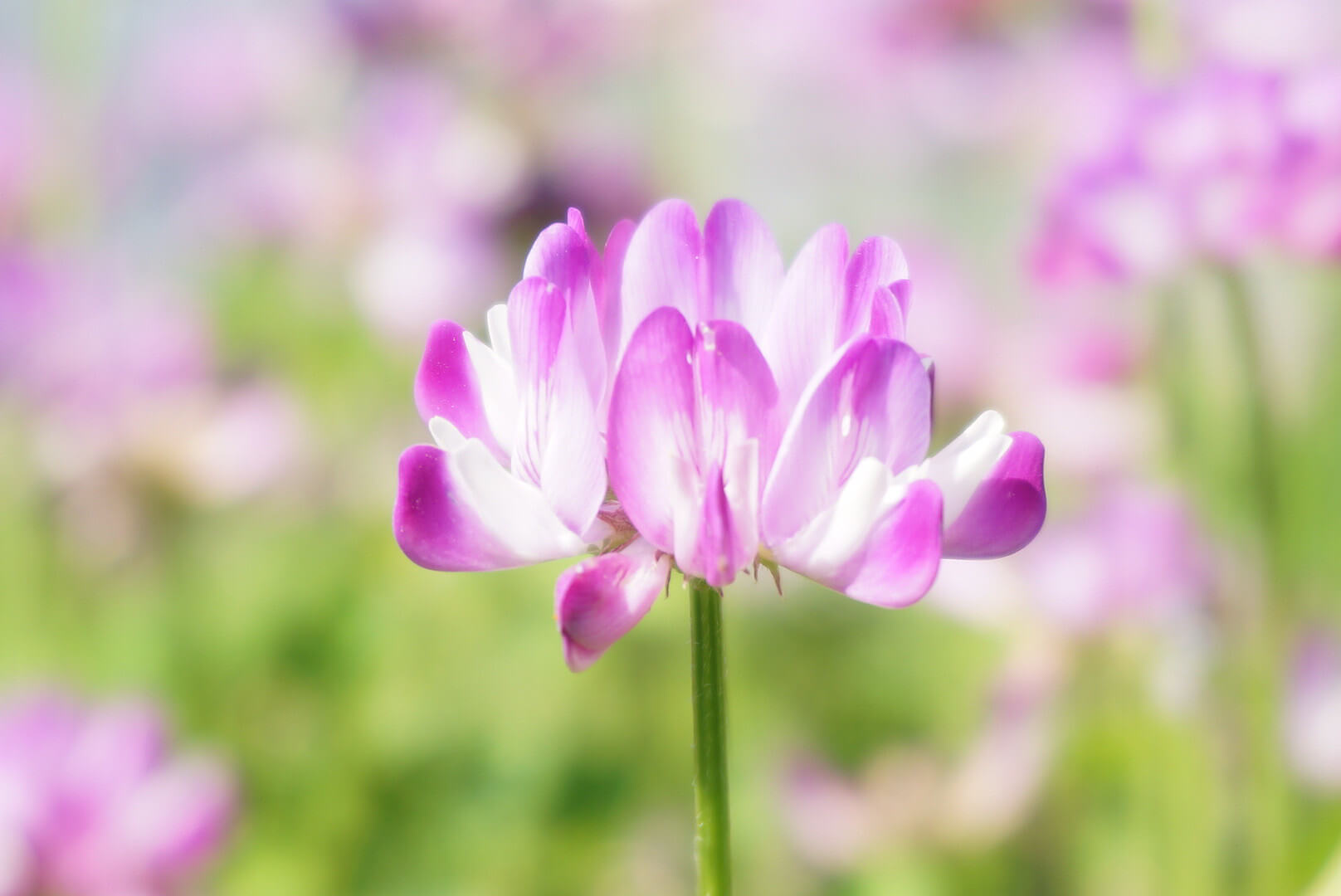 蓮華草 レンゲソウ の花言葉 種類や由来 花の特徴は Greensnap グリーンスナップ