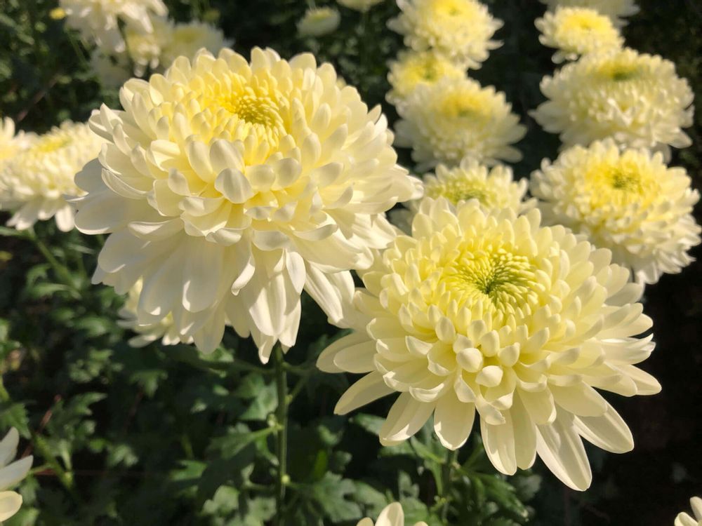 スプレーマム　黄色い花