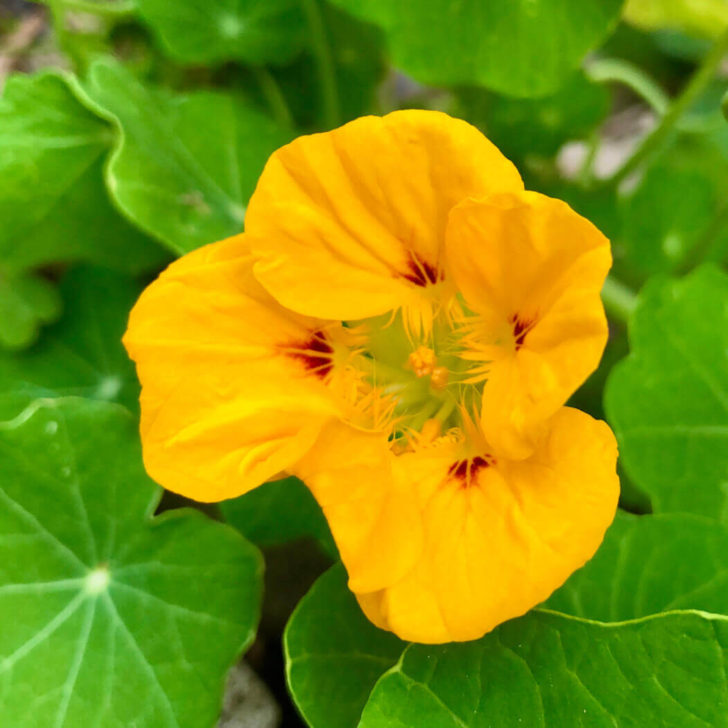 キンレンカ ナスタチウム の花言葉 由来や花の特徴 種類はどれくらい Greensnap グリーンスナップ