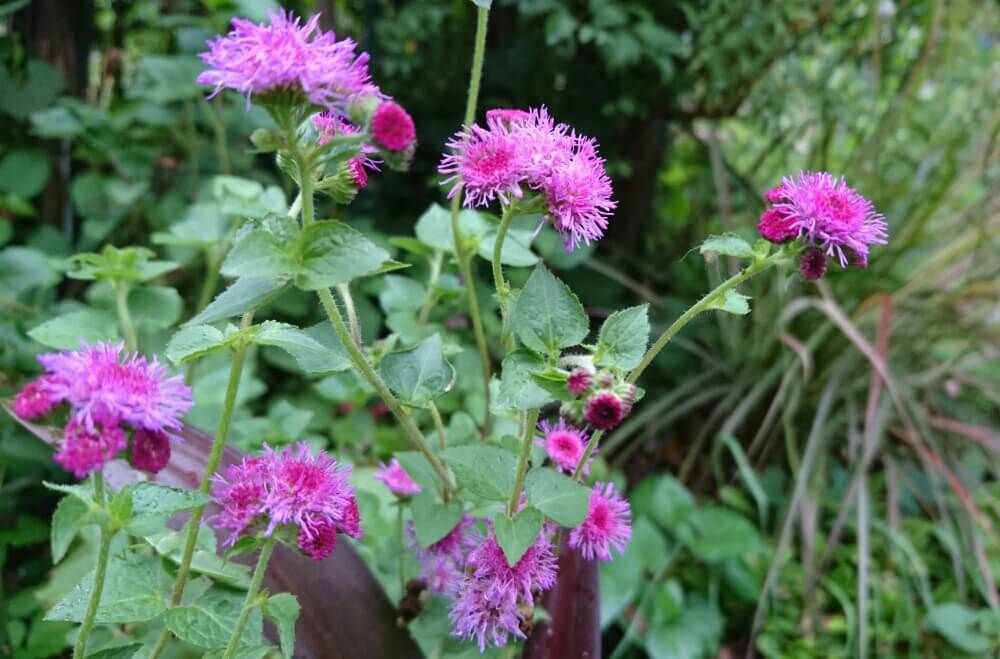 アゲラタム　レッドシー