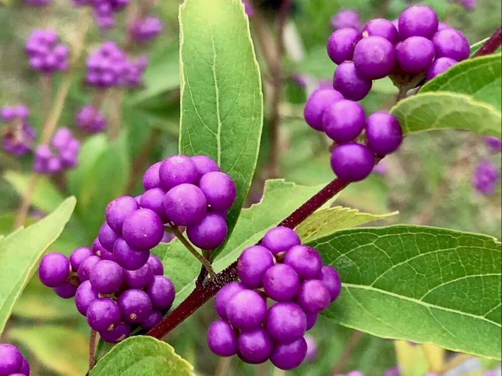 ムラサキシキブ