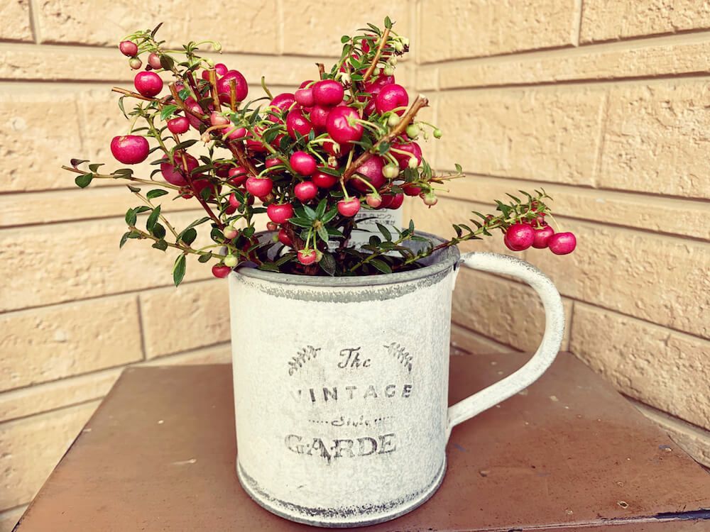 ハッピーベリー