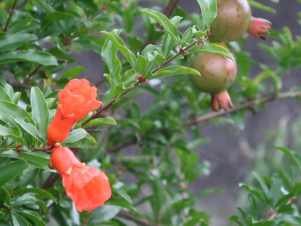 ザクロの花言葉 種類や由来 花や実の特徴は Greensnap グリーンスナップ