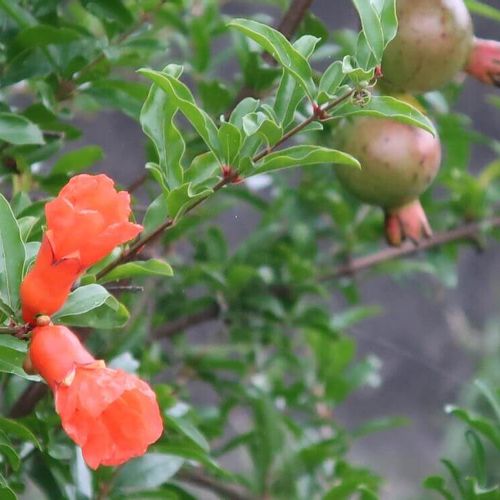 ザクロの花言葉 種類や由来 花や実の特徴は Greensnap グリーンスナップ