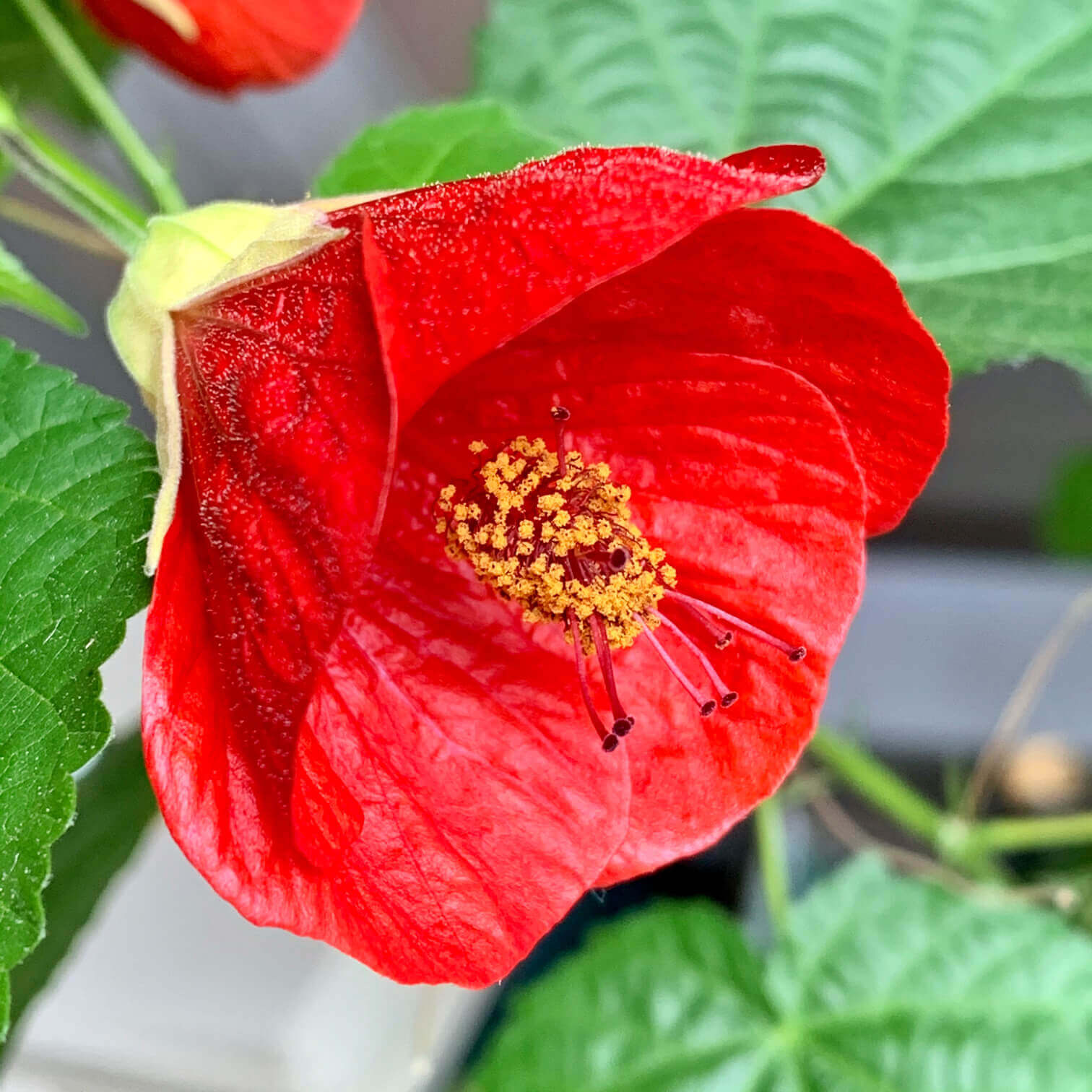 アブチロンの花言葉 種類や由来 花の特徴は Greensnap グリーンスナップ