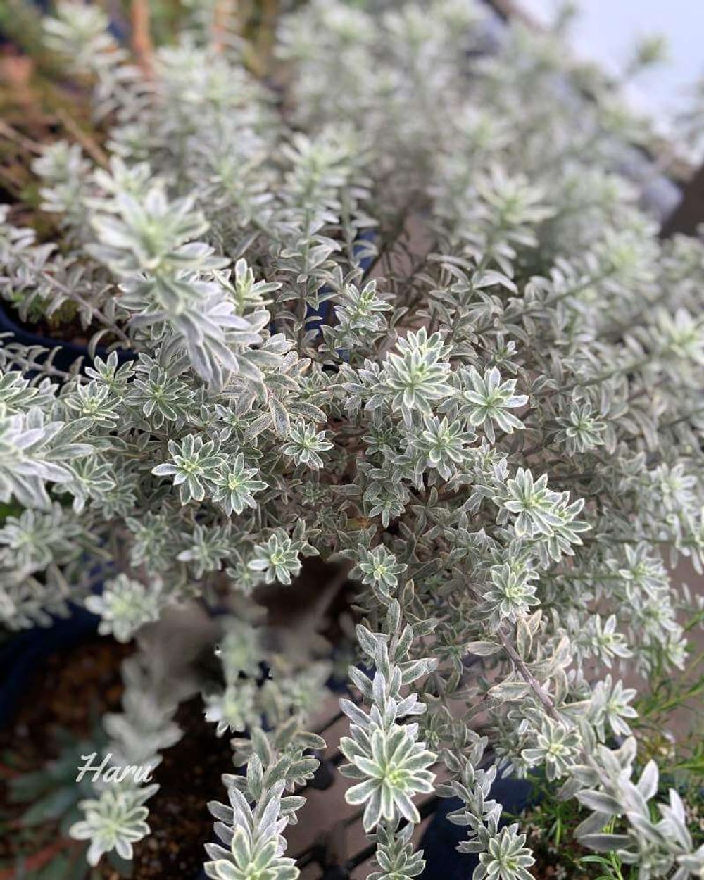 ウエストリンギア