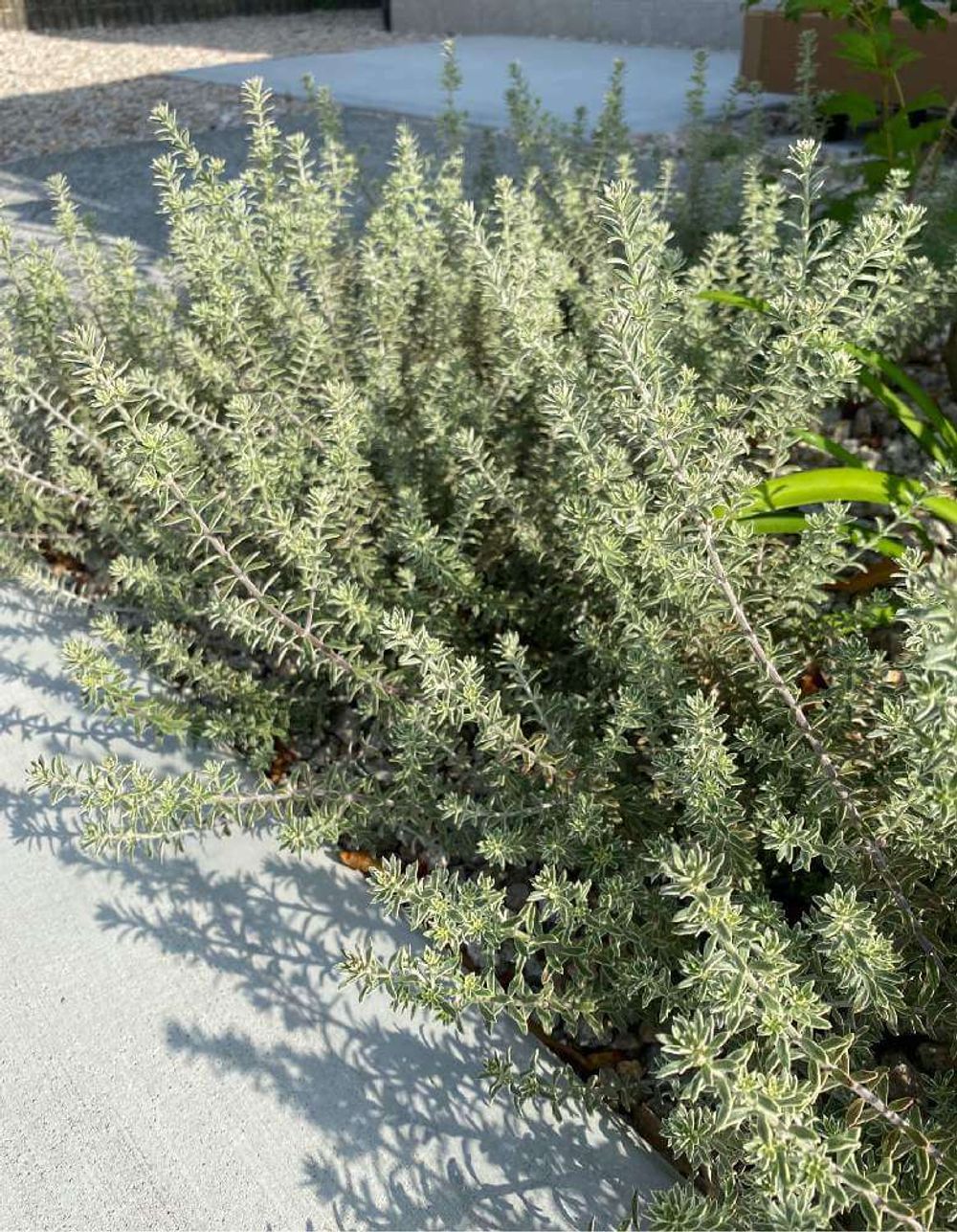 ウエストリンギア