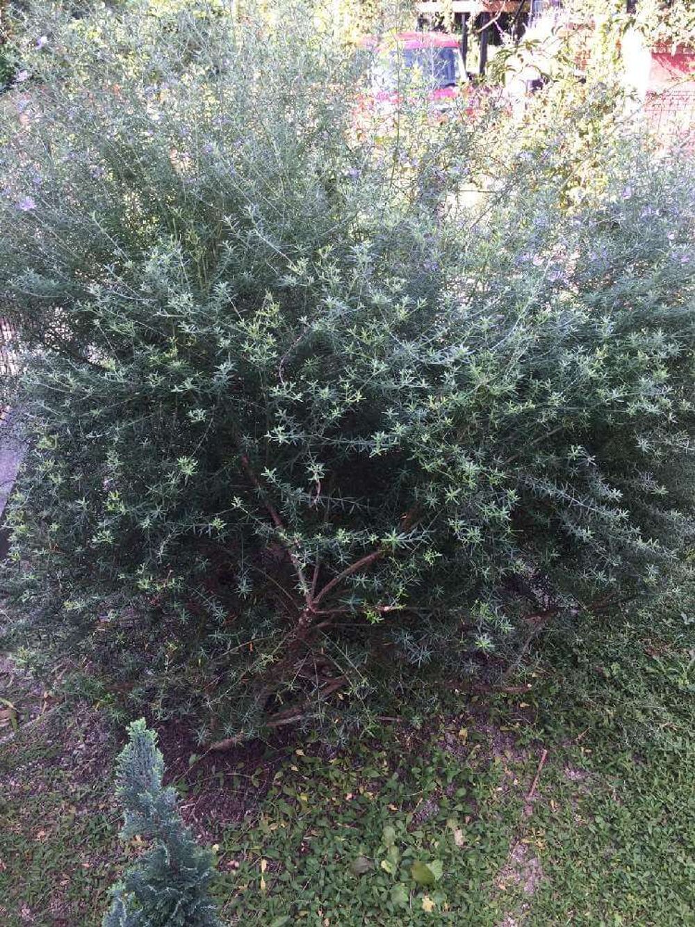 ウエストリンギア