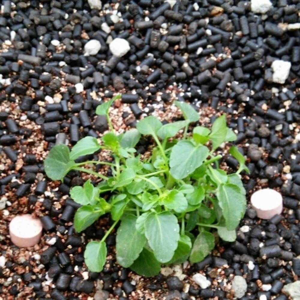 肥料　追肥　化成肥料