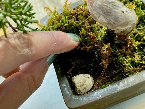 化成肥料とは 8ってなんのこと 種類によって使い方や量が変わる Greensnap グリーンスナップ