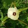 オクラの花言葉に怖い意味はある？名前の由来や花が咲く時期を紹介の画像