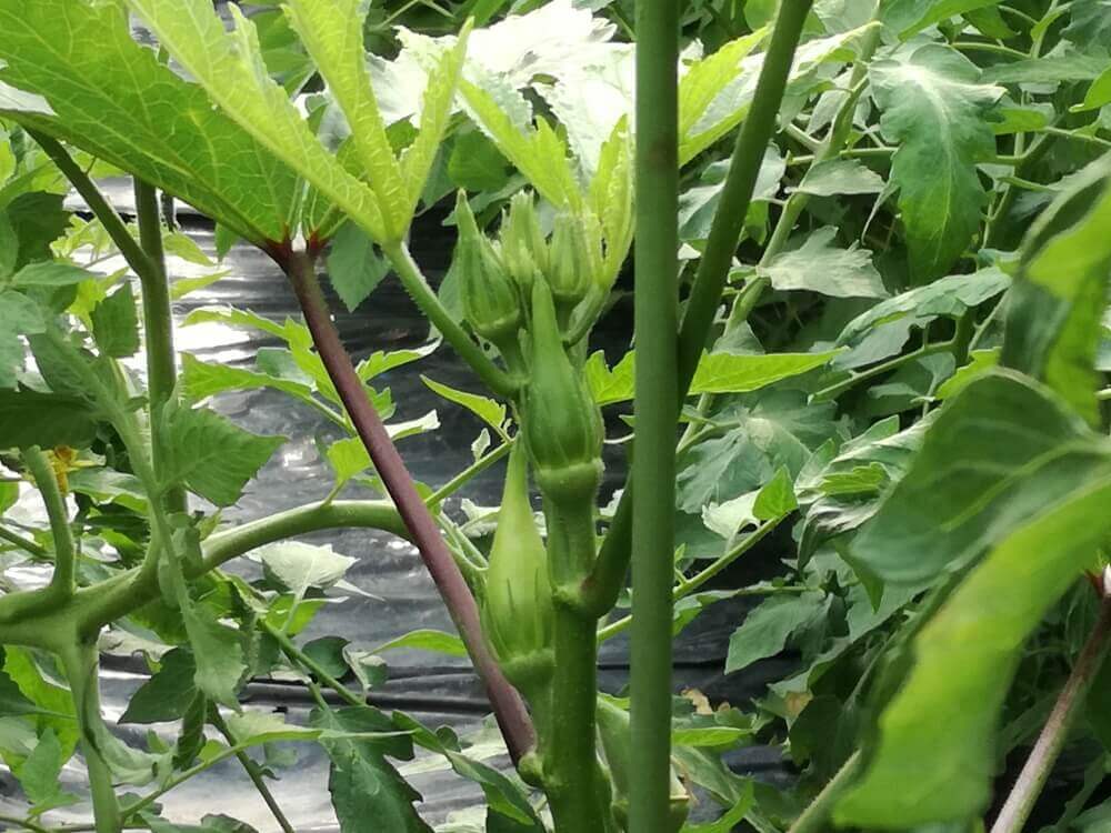 オクラの育て方 種まき時期や収穫 保存の方法は プランター栽培もできる Greensnap グリーンスナップ