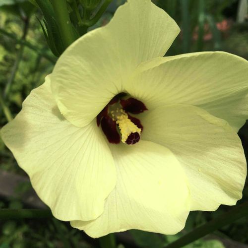 オクラの花言葉 花の特徴や由来 種類はあるの Greensnap グリーンスナップ