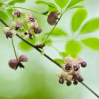 アケビの花言葉｜由来や種類、花の特徴は？の画像