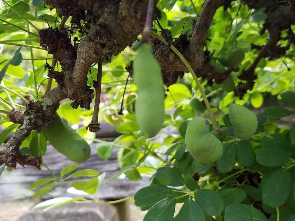 アケビ