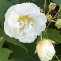 酔芙蓉の花言葉｜種類や花の特徴、花色が変わる？の画像