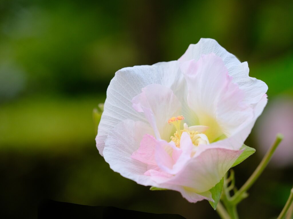 酔芙蓉の花言葉 種類や花の特徴 花色が変わる Greensnap グリーンスナップ