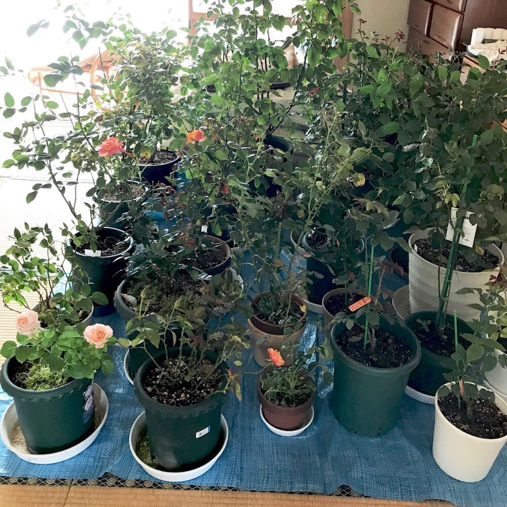 バラ　薔薇　台風対策