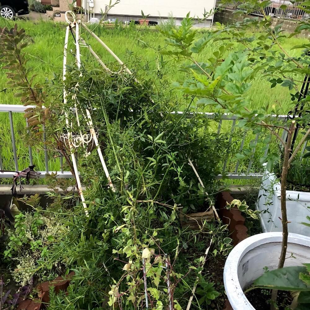 バラ　薔薇　台風対策