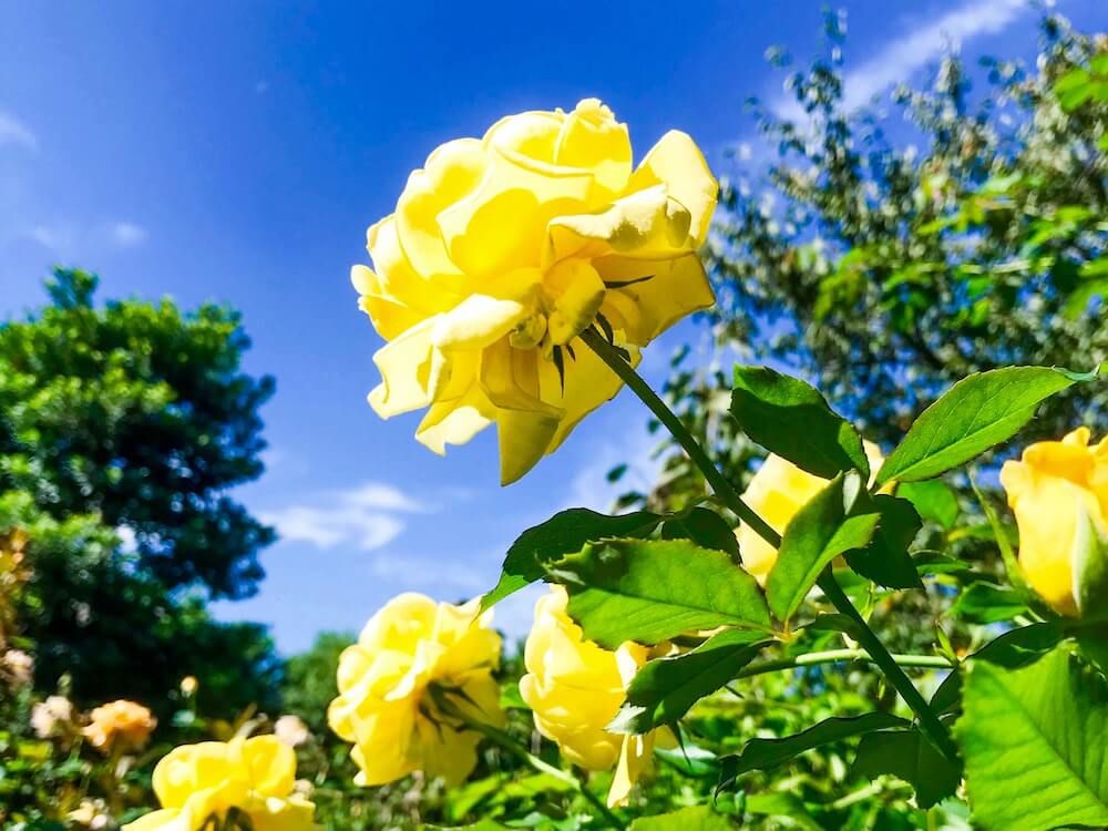 バラ　薔薇　台風対策