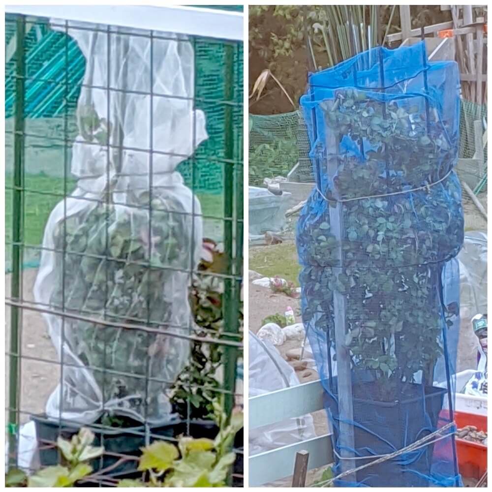 バラ　薔薇　台風対策