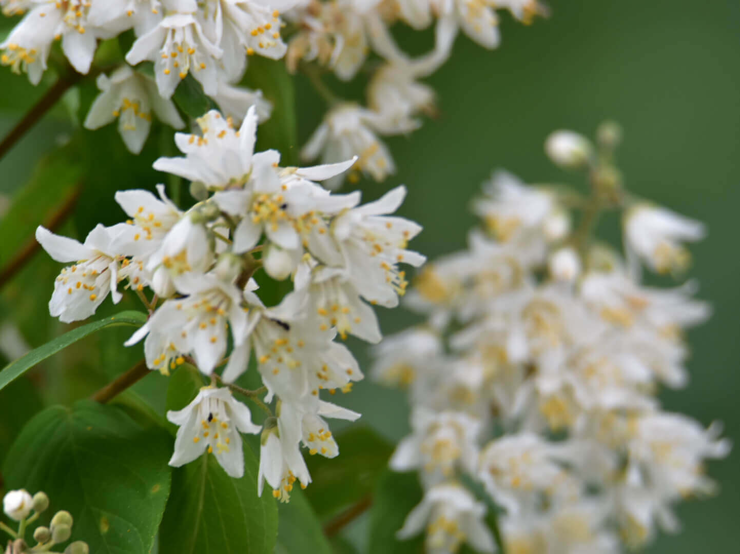 ヒメウツギの花言葉 花の特徴や由来 種類はある Greensnap グリーンスナップ