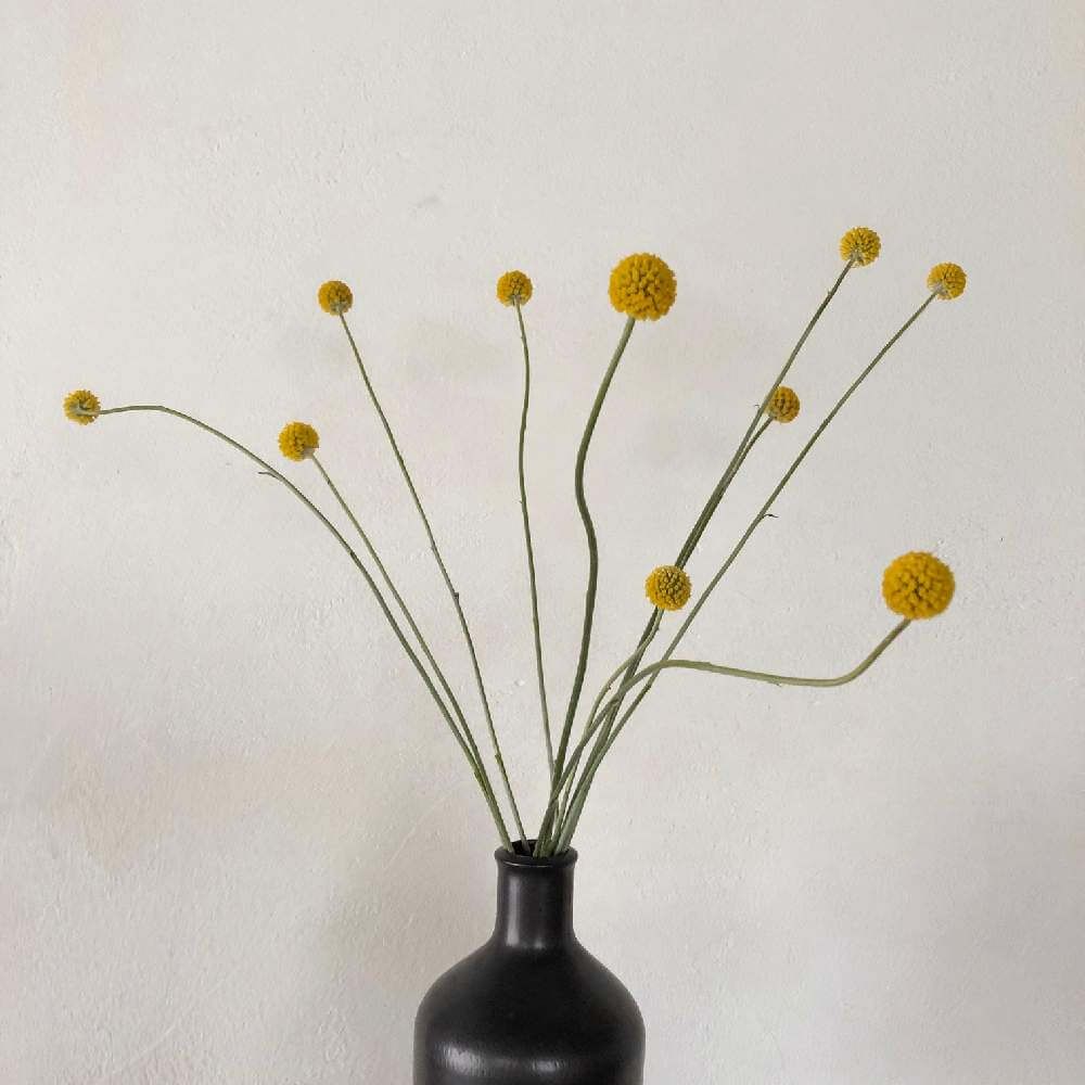 クラスペディア