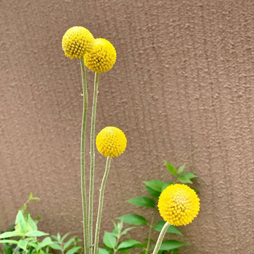 クラスペディア