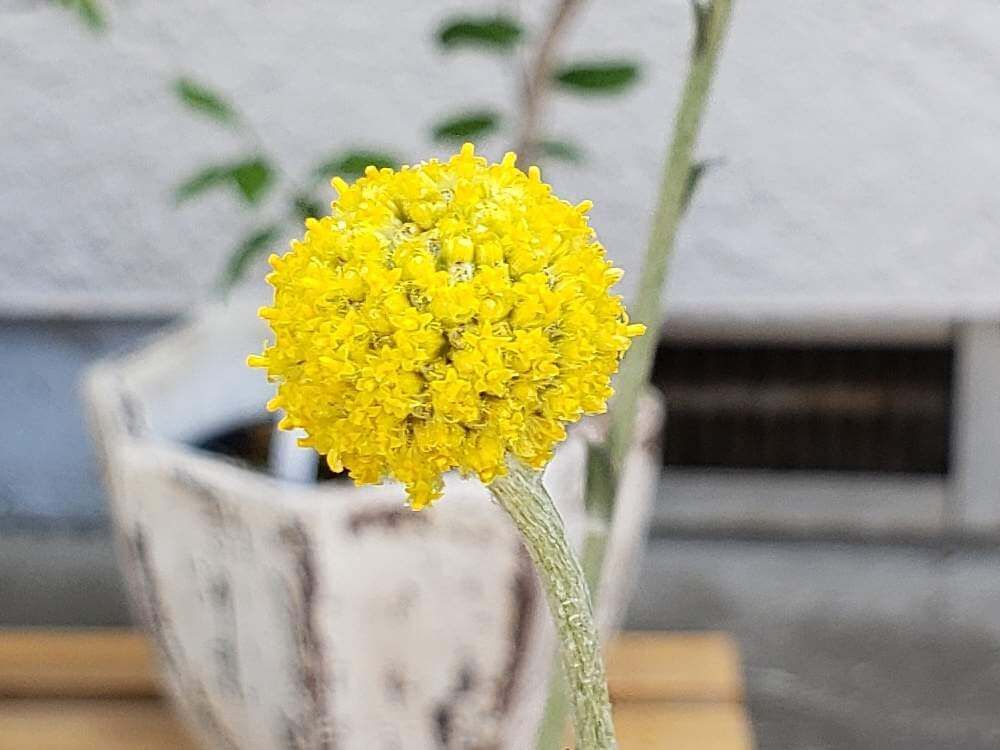 クラスペディア