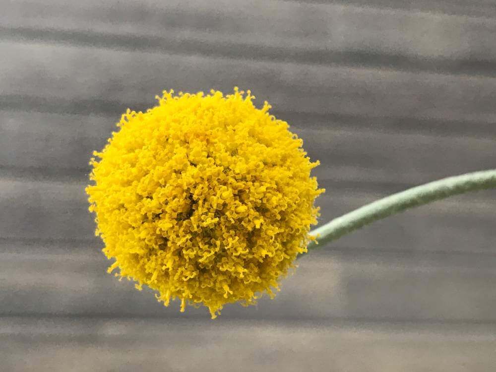 クラスペディア