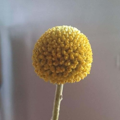 クラスペディアの花言葉 花の特徴や由来 ドライフラワーの作り方は Greensnap グリーンスナップ