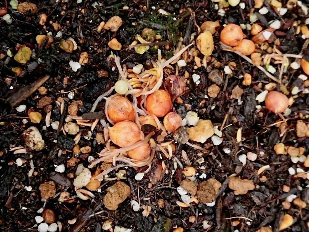 オキザリス　球根