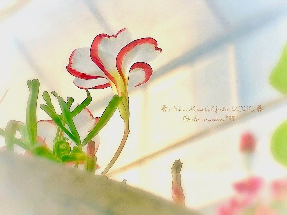 オキザリス　紅白の花