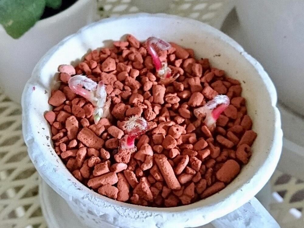 オキザリス　鉢植え　幼生