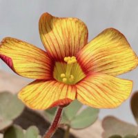 オキザリスの育て方｜球根の形によって植え方が違う？花が終わったらどうする？の画像