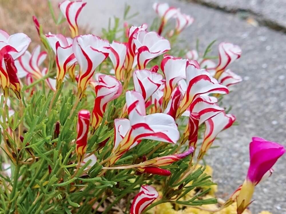 オキザリス　紅白の花