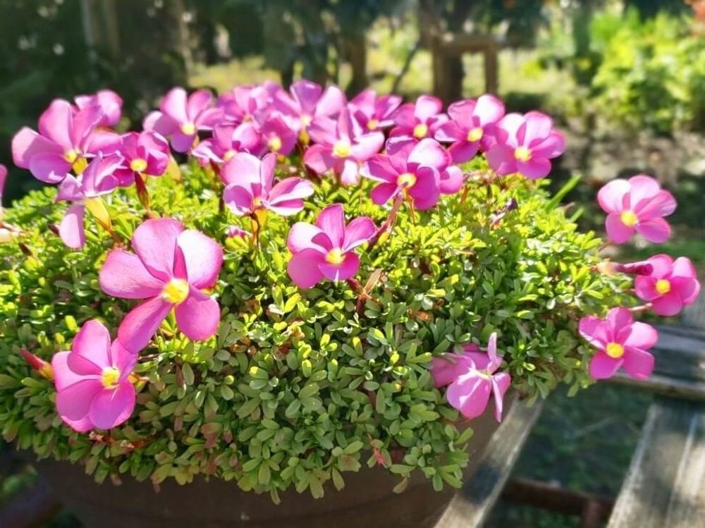 オキザリス　ピンク色の花　プランター