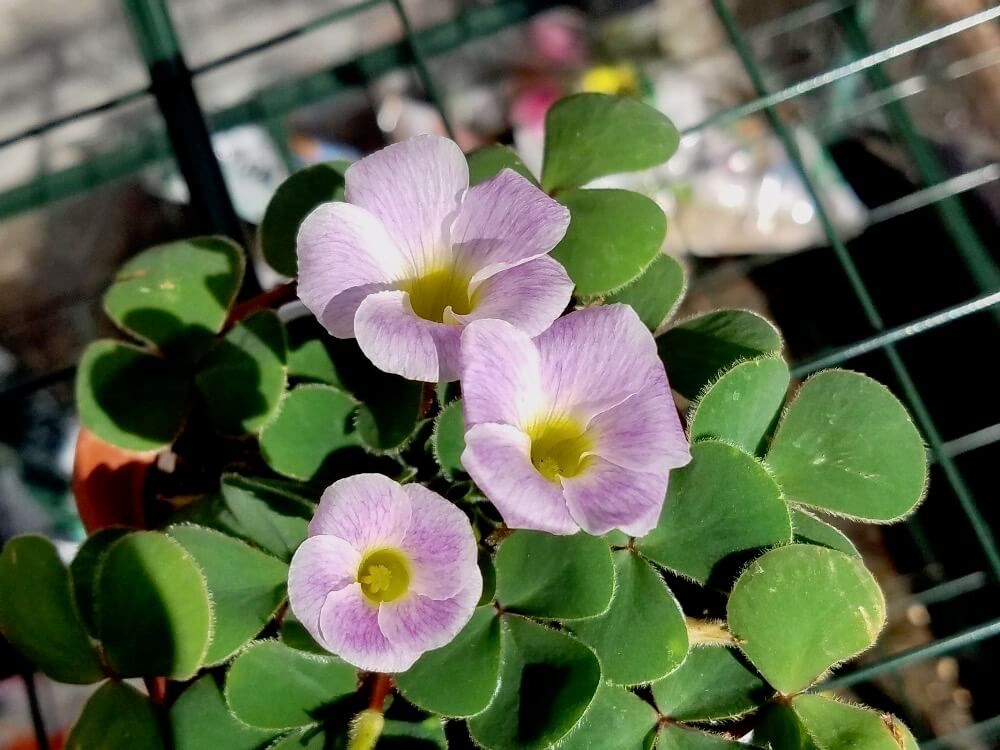 オキザリス　薄紫色の花