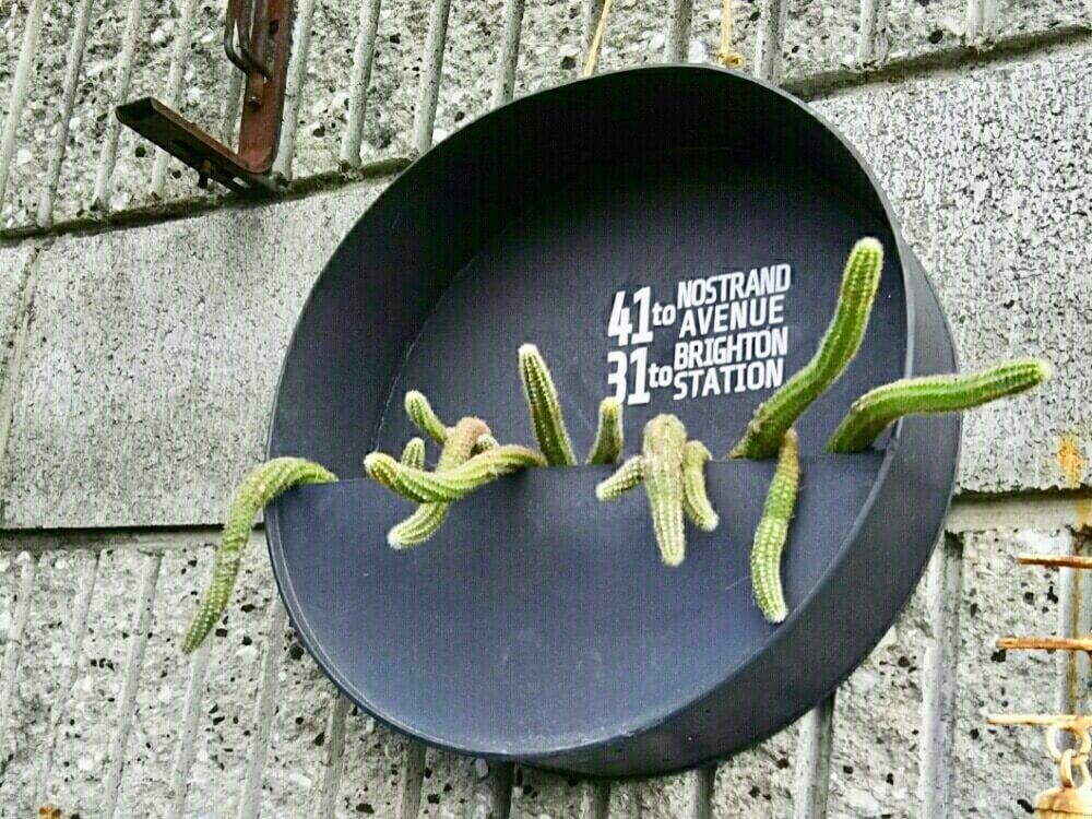 ハンギング　プランター