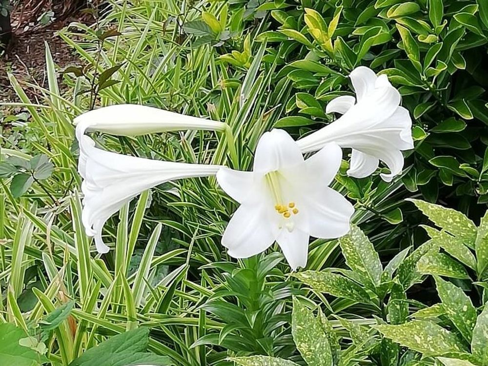 テッポウユリ　白い花