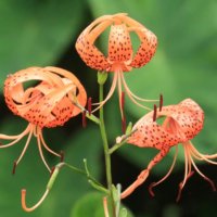 オニユリの花言葉｜花の特徴や由来、食用でも使われる？の画像
