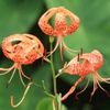 オニユリの花言葉｜花の特徴や由来、食用でも使われる？の画像