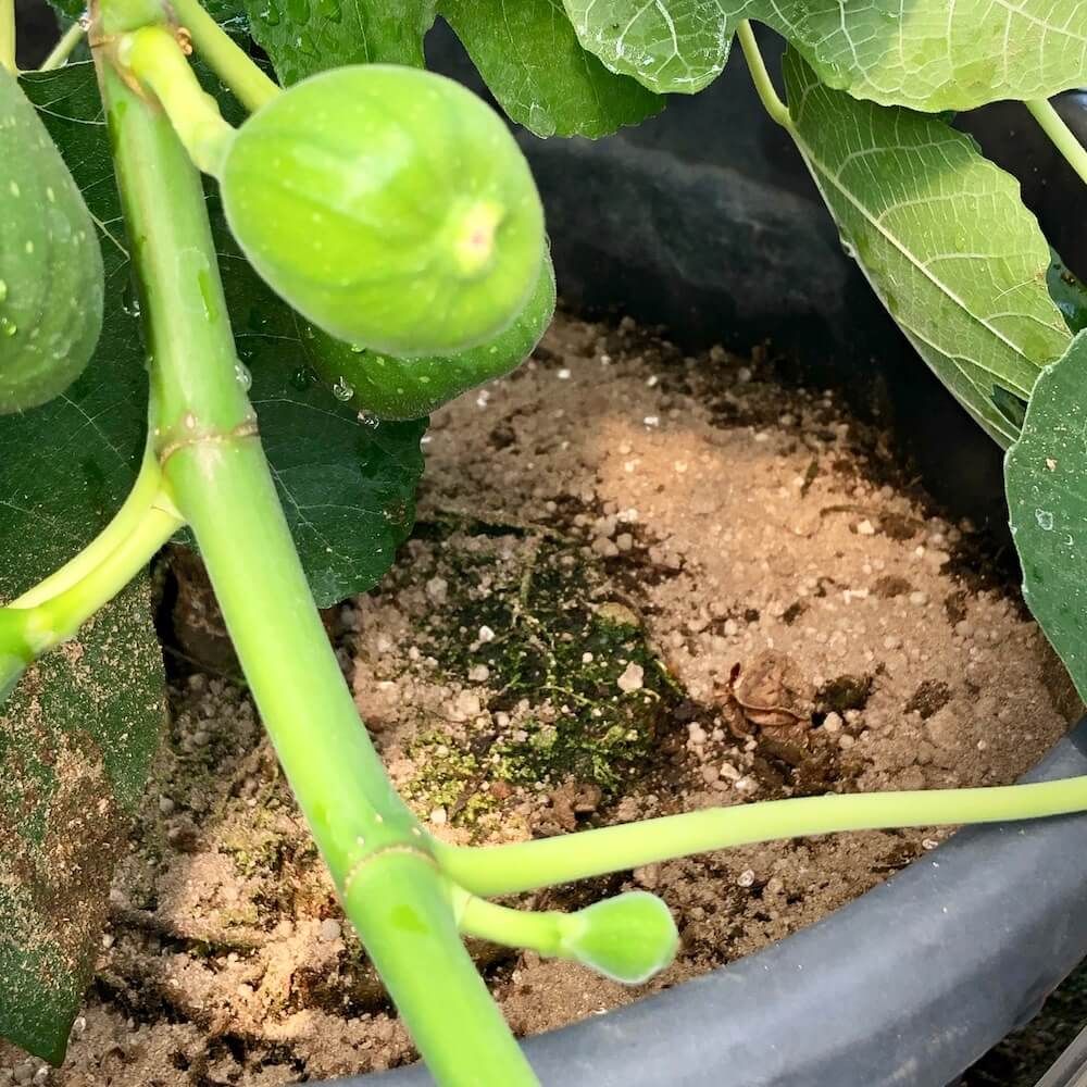 ぼかし肥料　肥料