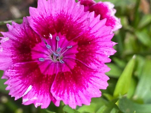 セキチク 石竹 の花言葉 花の特徴や種類 怖い意味の由来とは Greensnap グリーンスナップ