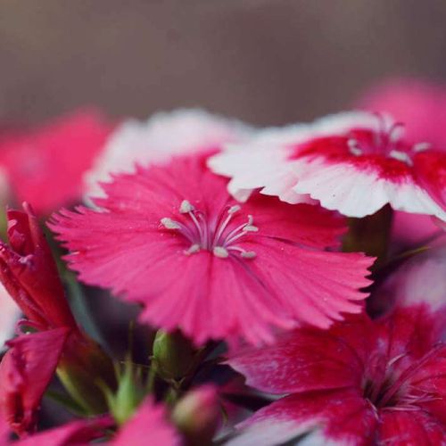 セキチク 石竹 の花言葉 花の特徴や種類 怖い意味の由来とは Greensnap グリーンスナップ