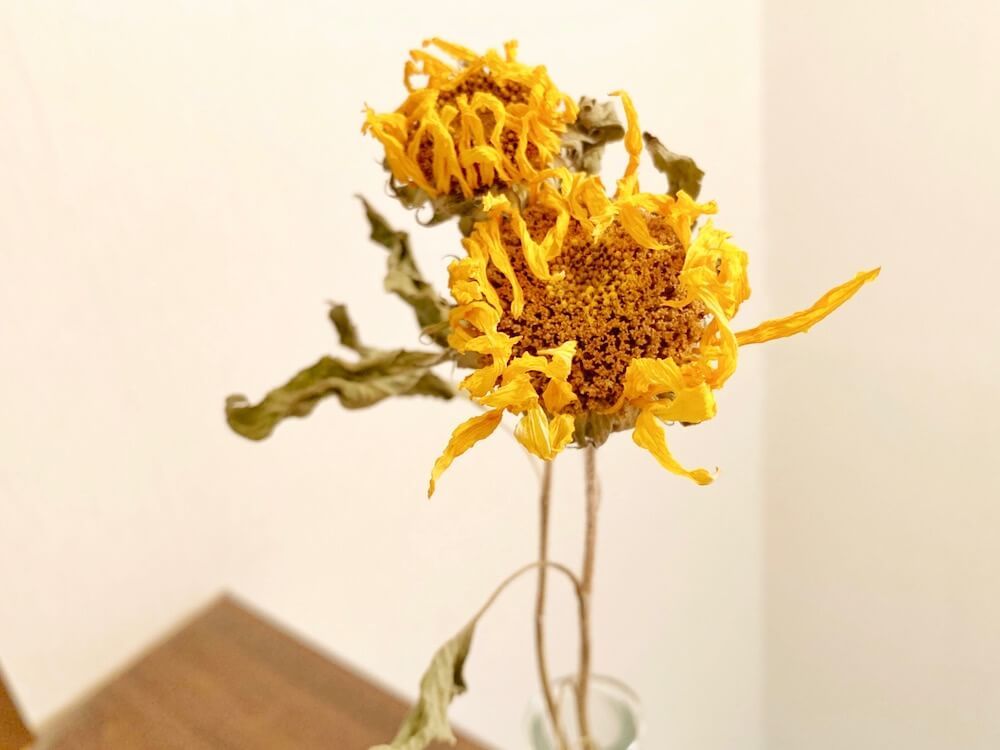 ひまわり　ドライフラワー　ヒマワリ　アレンジ