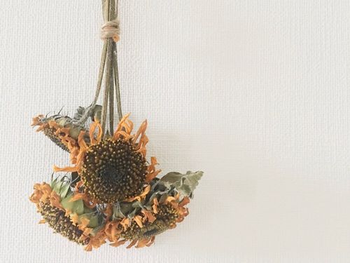 ひまわりのドライフラワー 作り方や飾り方は 品種によって仕上がりが違う Greensnap グリーンスナップ